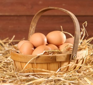 Free range freshly laid eggs in a straw barn setting